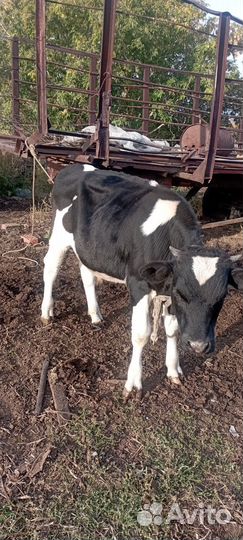 Бычок и телочка