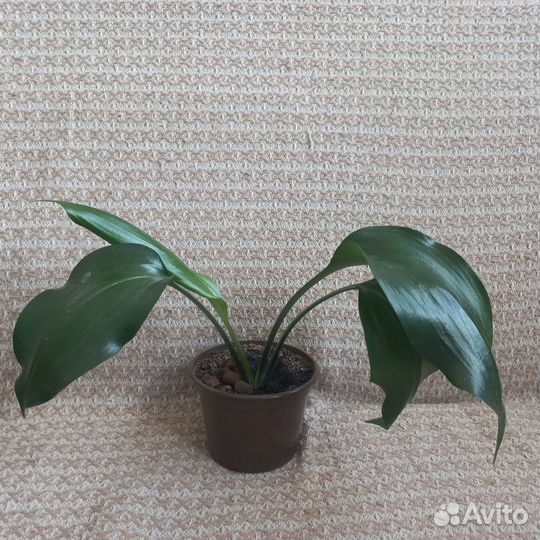 Эухарис или амазонская лилия комнатные цветы