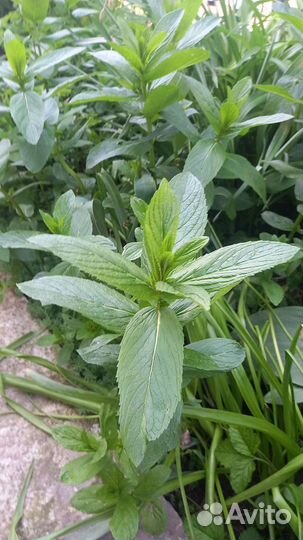 Мята ароматная