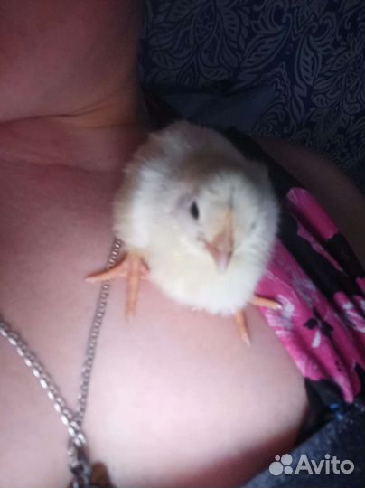 Цыплята суточные, подрощенные