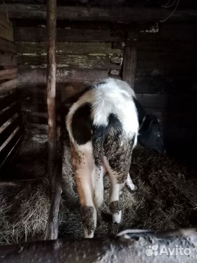 Продам бычков
