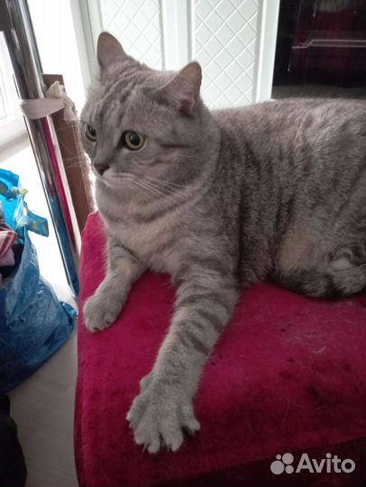 Британский кот