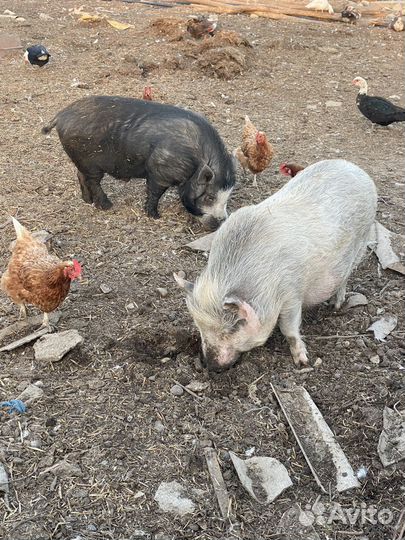 Вьетнамские свиньи