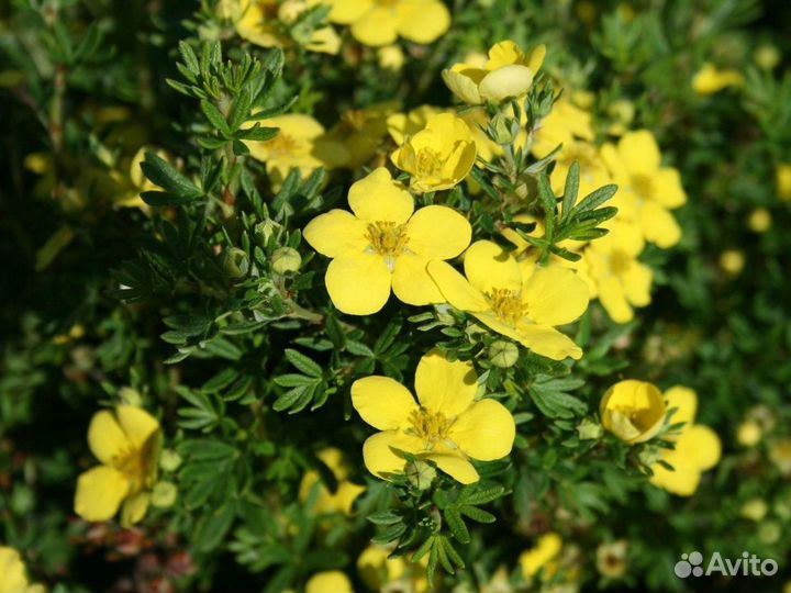 Лапчатка,садовая традесканция,наперстянка и другие