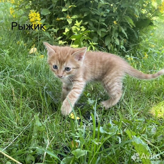 Котята бесплатно