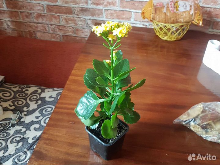 Каланхоэ лечебное