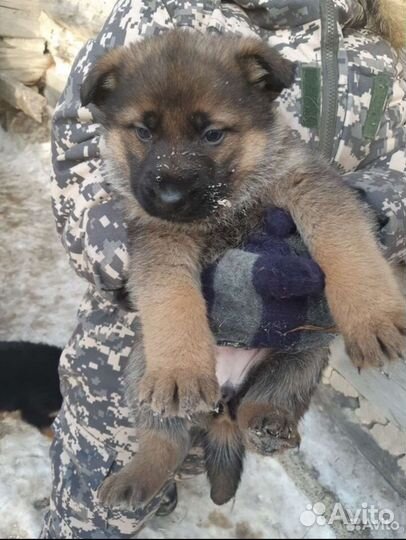 Собака немецкая овчарка