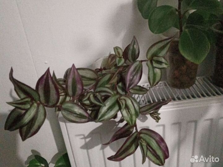 Традесканции, гибазис, коммелина, каллизия