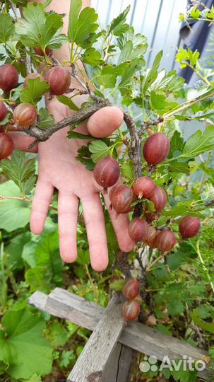 Крыжовник куст