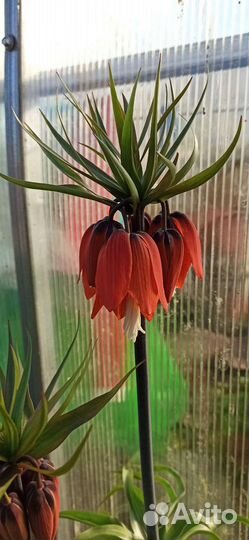 Рябчик, Роджерсия, Купена, Ландыш