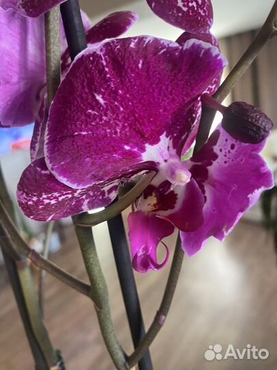 Орхидея фаленопсис бабочка