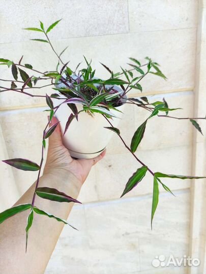 Оплисменус коротковолосый (Oplismenus hirtellus )