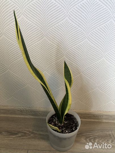 Сансевиерия цилиндрика Скайлайн, Футура Суперба