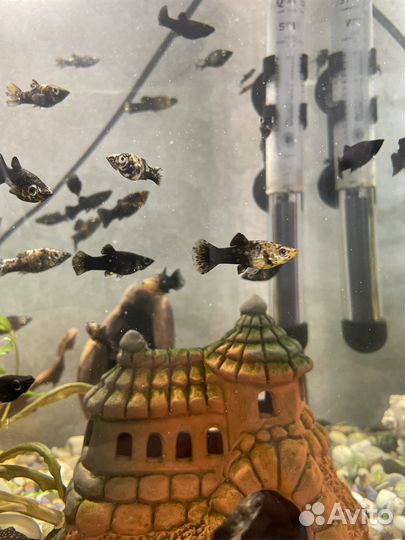 Рыбки моллинезии