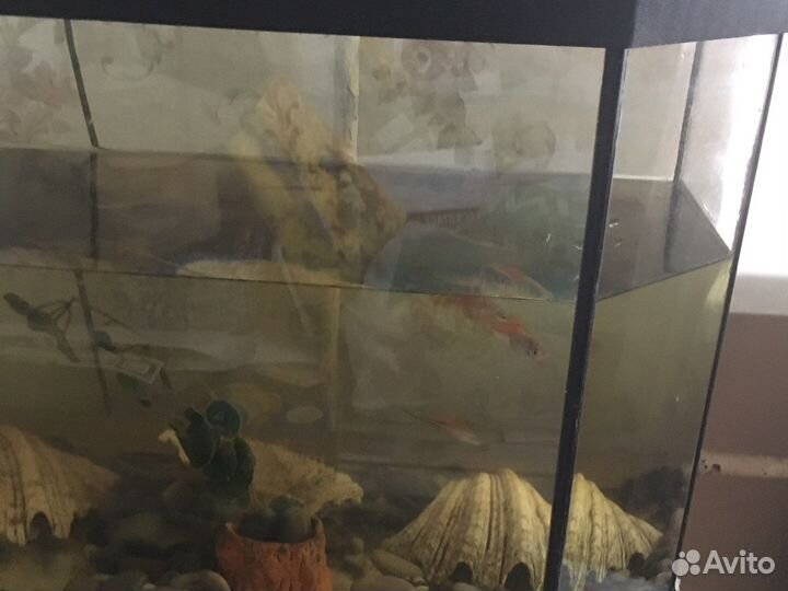 Аквариум на 50 литров с крышкой