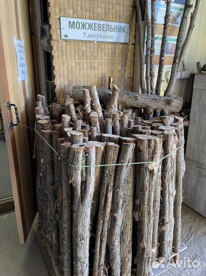 Можжевельник пахучий можжевельник можжевельник