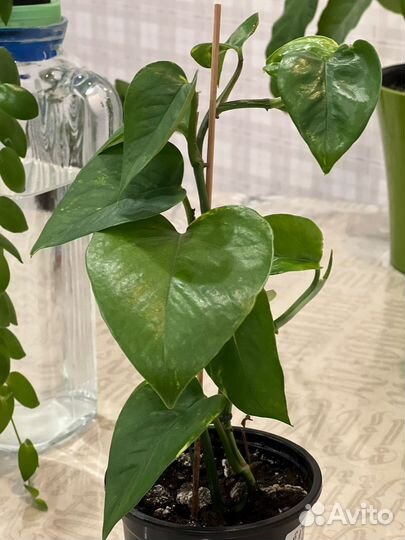 Эпипремнум