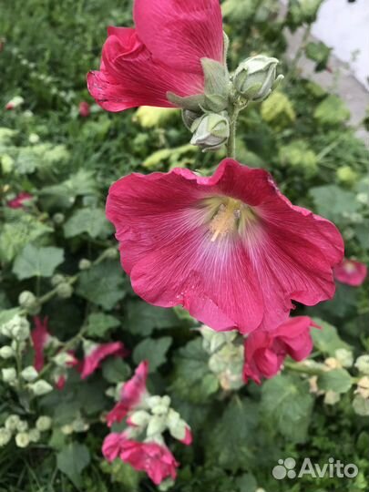 Рассада мальвы микс