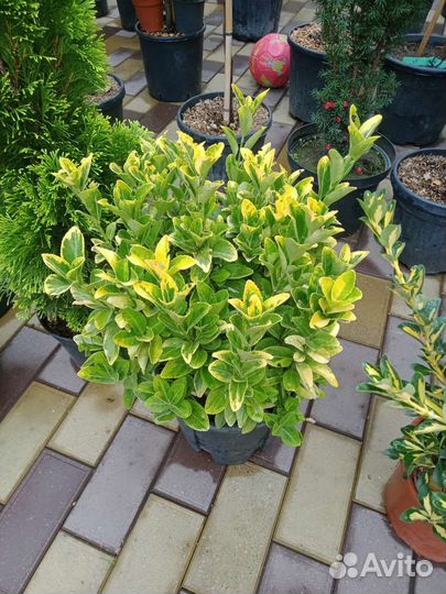 Растения декоративные