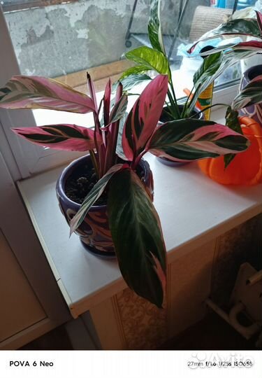 Строманта триколор и женское счастье