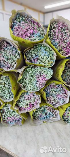 Гипсофила упаковками