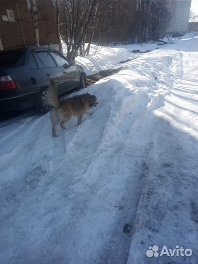 Рина ищет дом или передержку