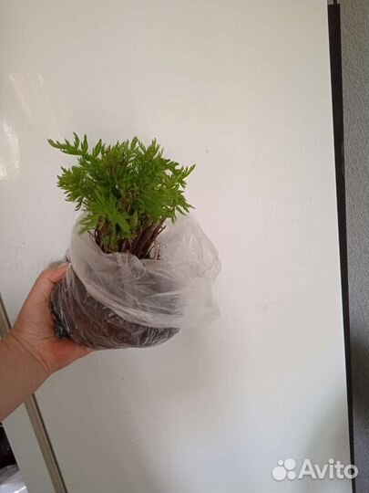 Саженцы Перетрум многолетний