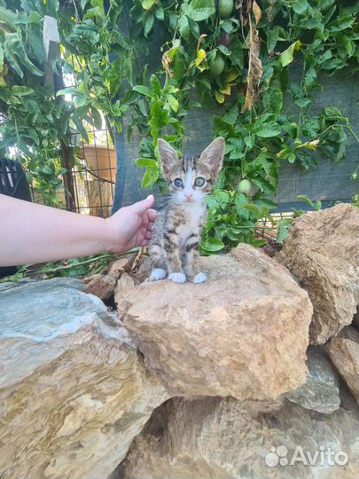 Малышка Мири из Турции ищет маму. забронирована