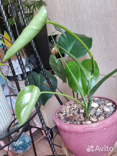 Монстера деликатесная