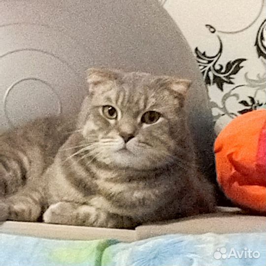 Шотландская