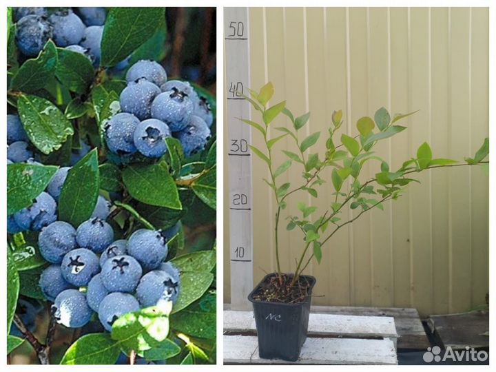 Голубика Норд Блю, Норд Кантри и Норд Лэнд