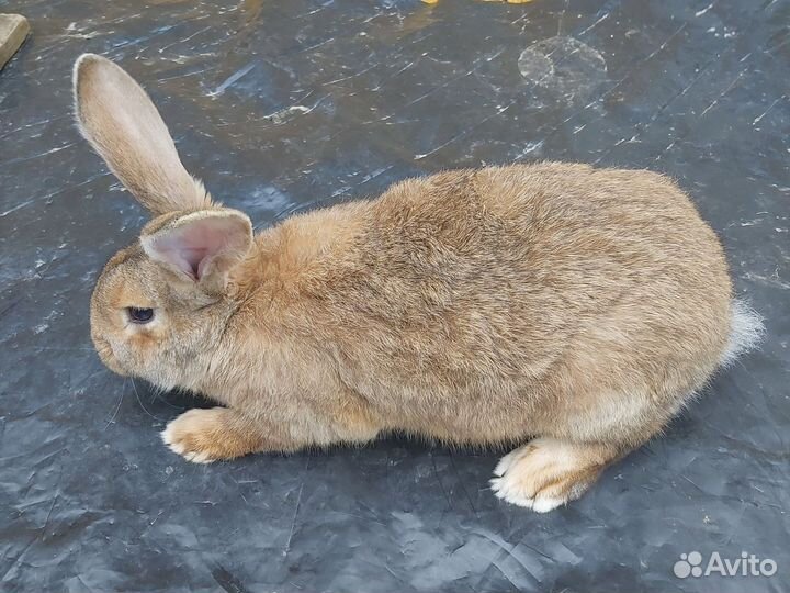 Кролики мясных пород великаны