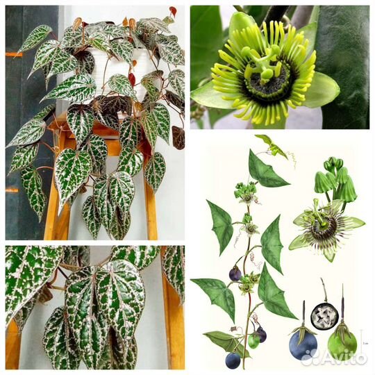 Перец декоративный и Пассифлора летучая мышь