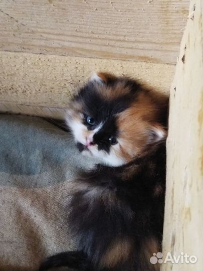Отдадим котят