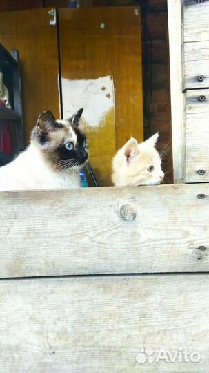 Котёнок, мальчик