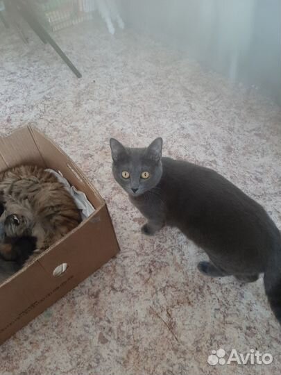 Отдам котят