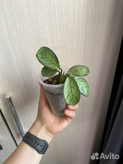 Ктенанта Амагрис