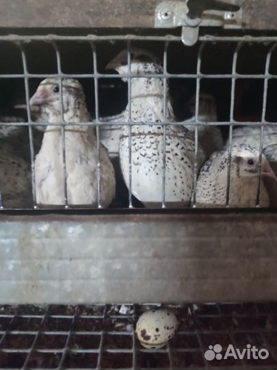 Яйца перепелиные инкубационное