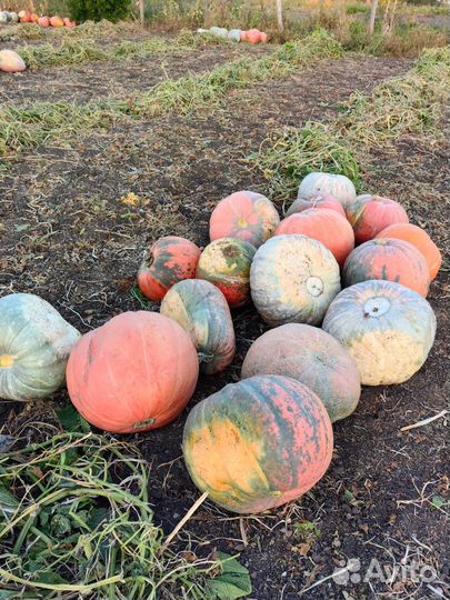 Продам тыкву