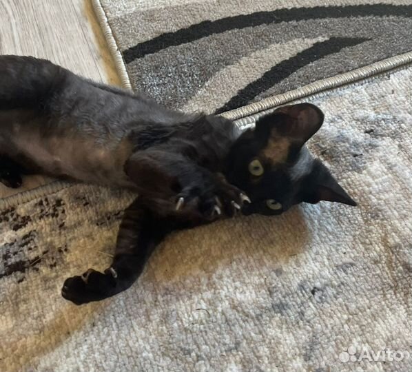 Девон-рекс девочка