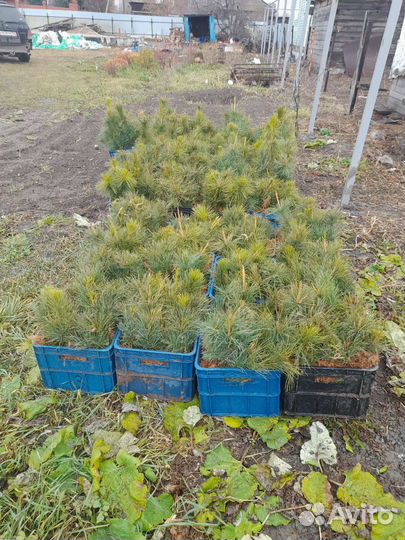 Саженцы на Лесовосстановление