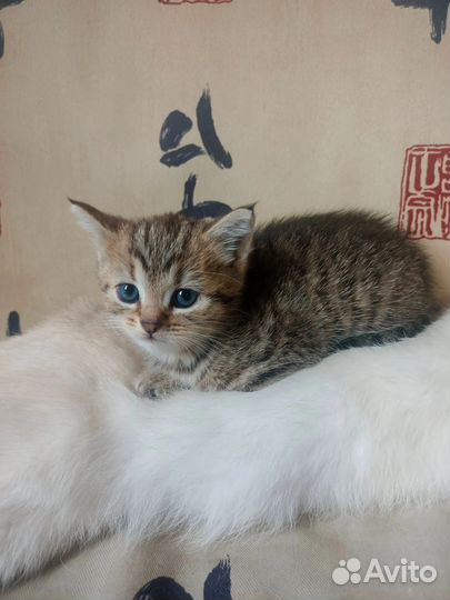 Кошка в дар бесплатно