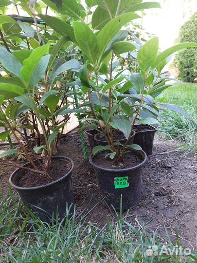 Гортензии метельчатые Полар бир