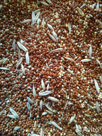 Смесь для попугаев и канареек