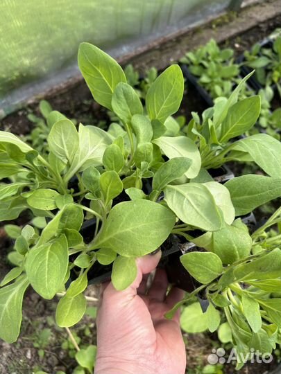 Рассада петунии