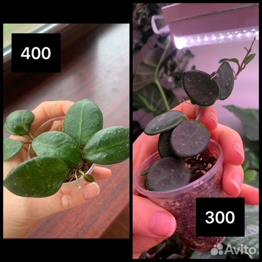 Хойи укорененные