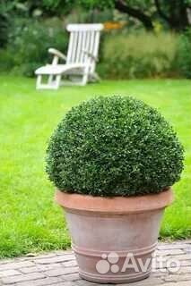 Саженцы самшита