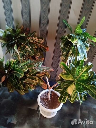 Комнатные растения