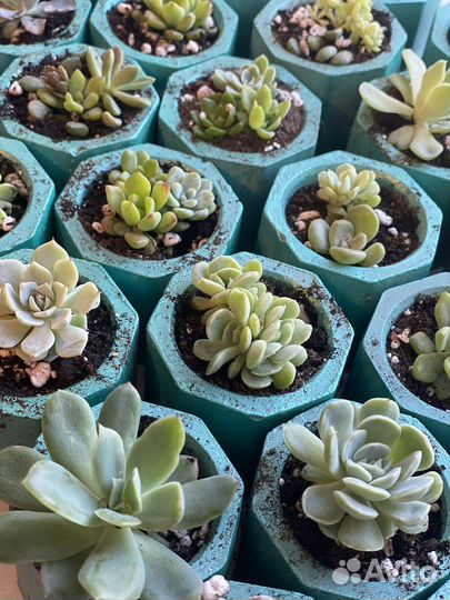 Кашпо для цветов