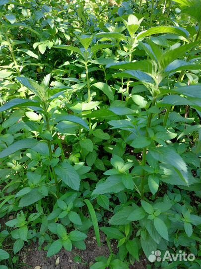 Мята ментоловая